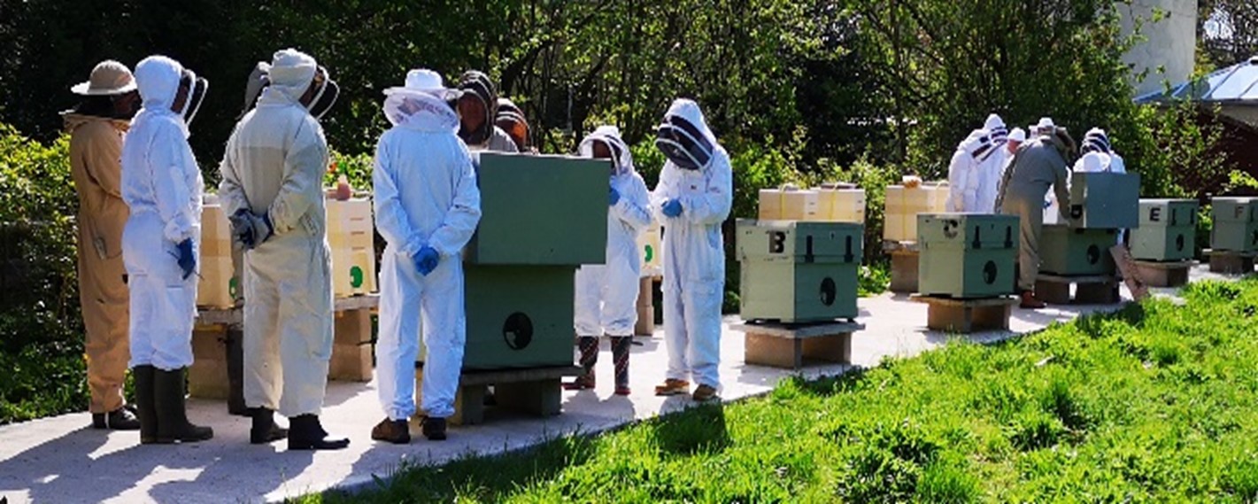 Discover the Buzz: Lune Valley Beekeepers' Eco-Friendly Haven and Open ...